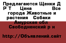 Предлагаются Щенки Д.Р.Т.  › Цена ­ 15 000 - Все города Животные и растения » Собаки   . Амурская обл.,Свободненский р-н